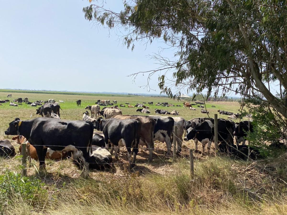 Casa Do Brejao Campo E Praia 奥德米拉 外观 照片
