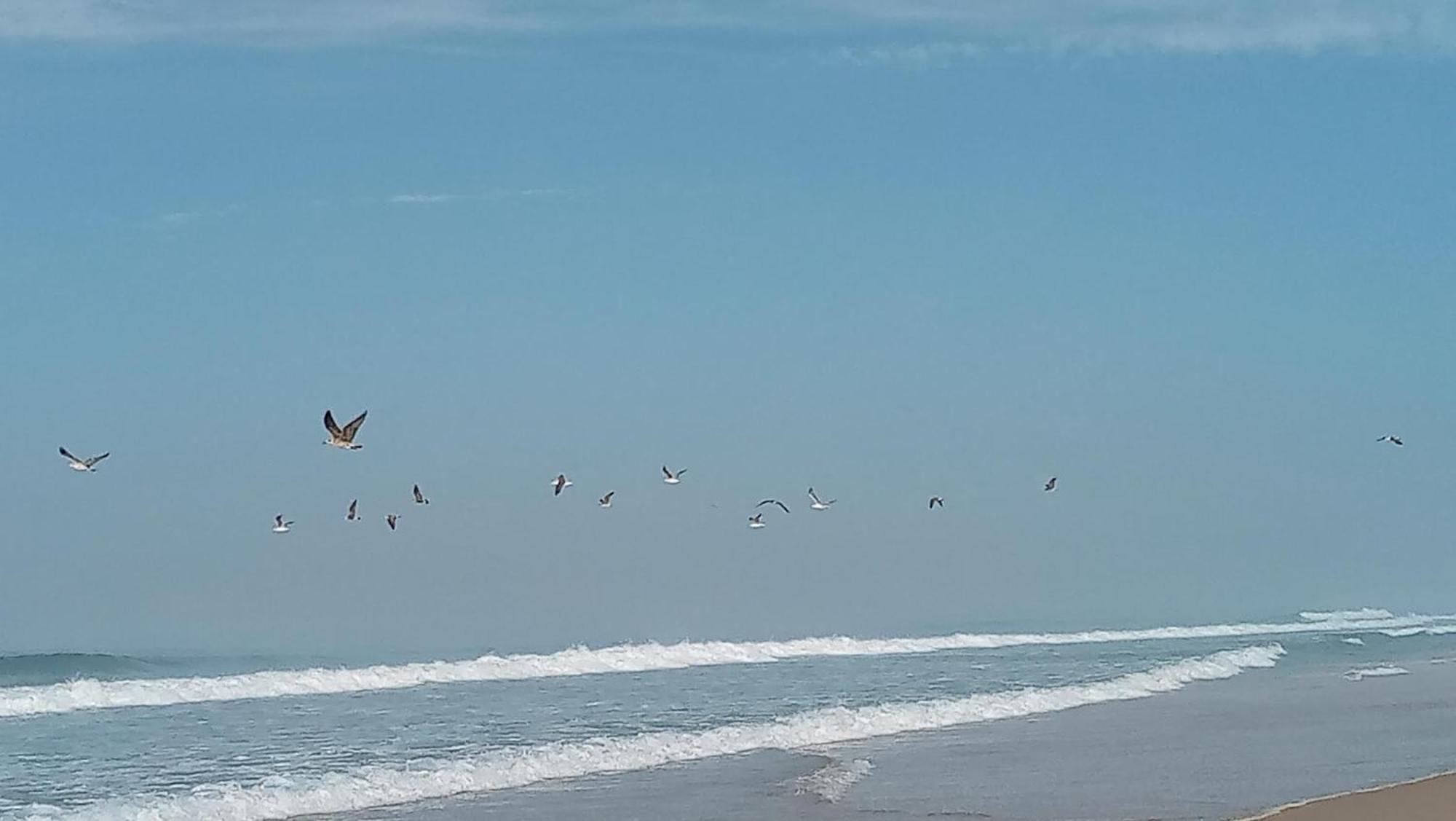 Casa Do Brejao Campo E Praia 奥德米拉 外观 照片